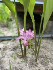 🌺🌺 Magnificent Curcuma longa , live rhizomes  organic fast free shipping. Read