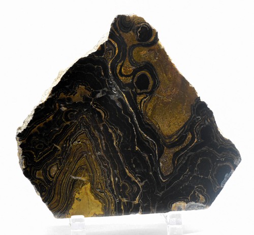 4.1" Black Brown Stromatolite Slab Polished Algae Fossil Gemstone Slice - Peru