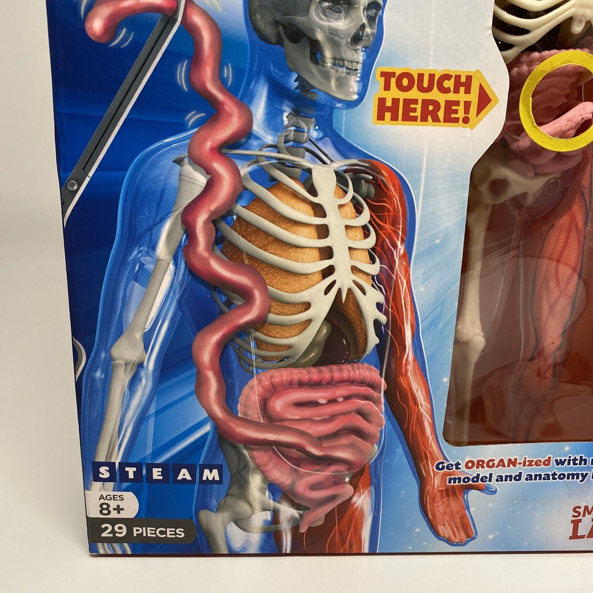 Squishy Human Body Set | eBay