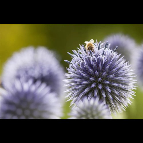 Echinops ritro - Kugeldistel - 9cm Topf - Bild 8 von 9
