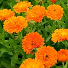 5 Calendula Orange King Mix Flower Seedling Plugs Ready to