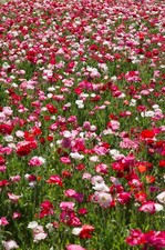 2000 MIXED Colors SHIRLEY POPPY ( aka Corn / Field / Flanders ) Papaver Rhoeas F