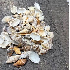 75 Mixed Seashells Natural Assorted Shells Coastal Craft Supply