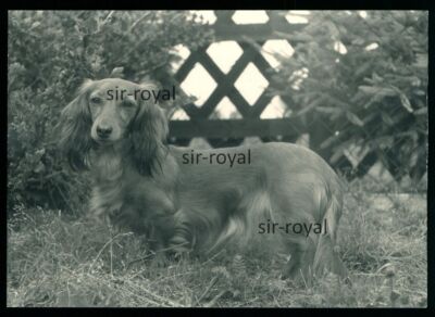 Dachshund in front of Hunter Fence - 1970s - Teckel Dachshund Dog - Photo 10x7cm