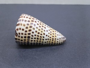 Conus Leopardus Seashell Leopard Cone Snail Natural Shell