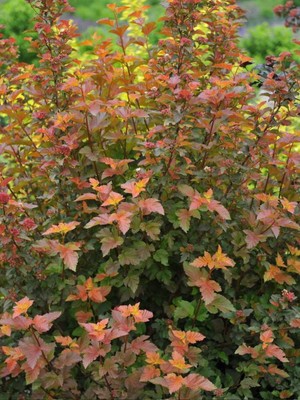 Blasenspiere | Fasanenspiere 'Amber Jubilee'   | Physocarpus opulifolius