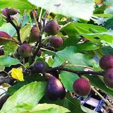 3 Violette de Bordeaux Fig Tree - Ficus carica - Starter Plug