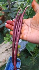 15 Purple-red Yard Long Bean seeds Asian Chinese Noodle Bean String beans Seeds