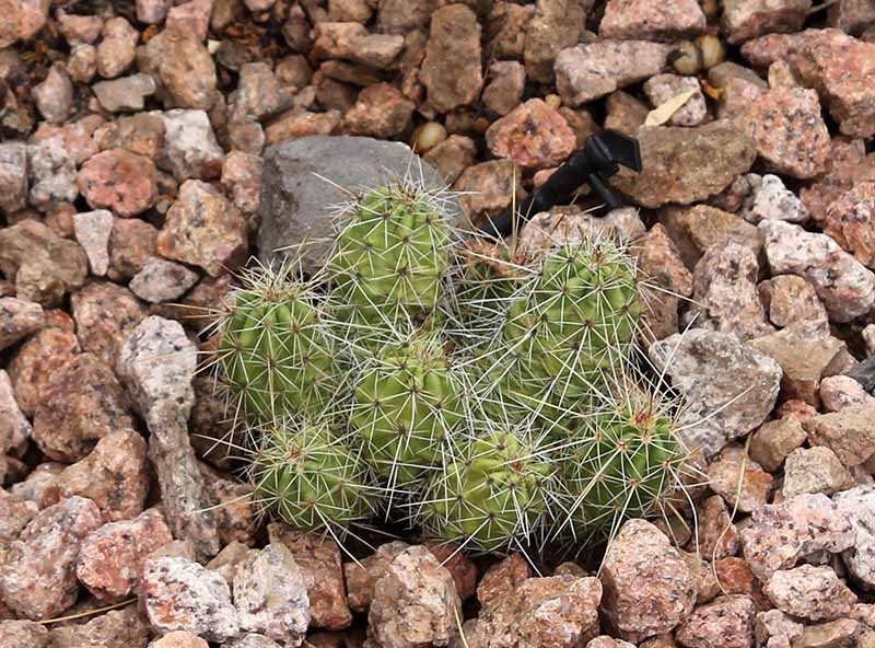 ECHINOCEREUS (Echinocereus parkeri) 10 seeds
