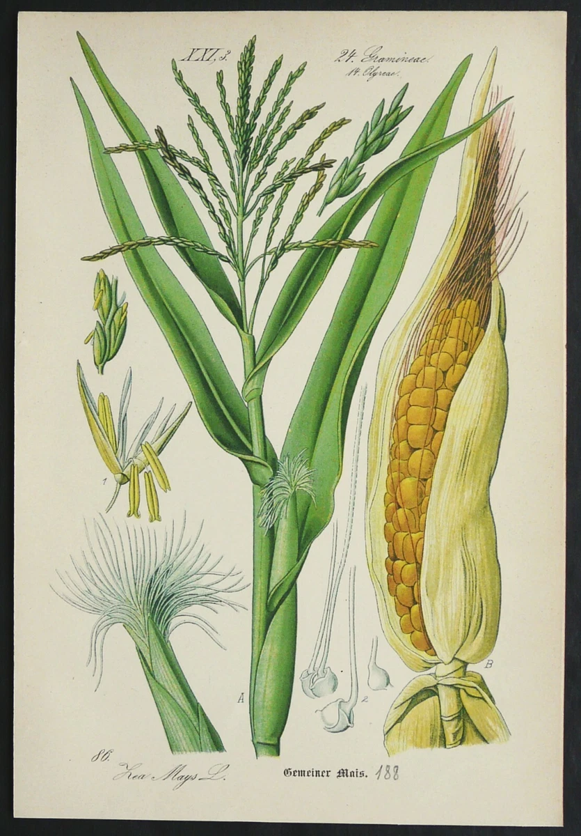 Cereals Plants