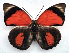 Agrias claudina claudina - AgriasButterflies.com