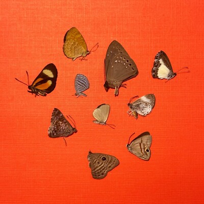 10 Small Metalmark/Hairstreak butterflies - assorted species - UNMOUNTED- A1/A1-
