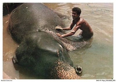 BACP1-0036-SRI-LANKA - Elefantenbad - KATUGASTOTA - funktionierender Elefant gegeben