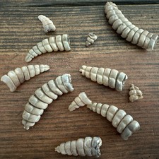 Assorted Lot Of Rattlesnake Rattles  Taxidermy