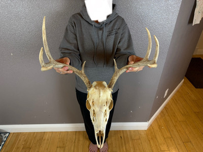 #ad #ad European REAL Skull Whitetail Deer Antlers Set Wild Idaho Horns Euro Mount 4x4 $169.99
