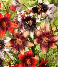 2 - TRIBAL TATTOO ASIATIC LILY Live Flower Bulb Combo  * Bold Beautiful & Exotic