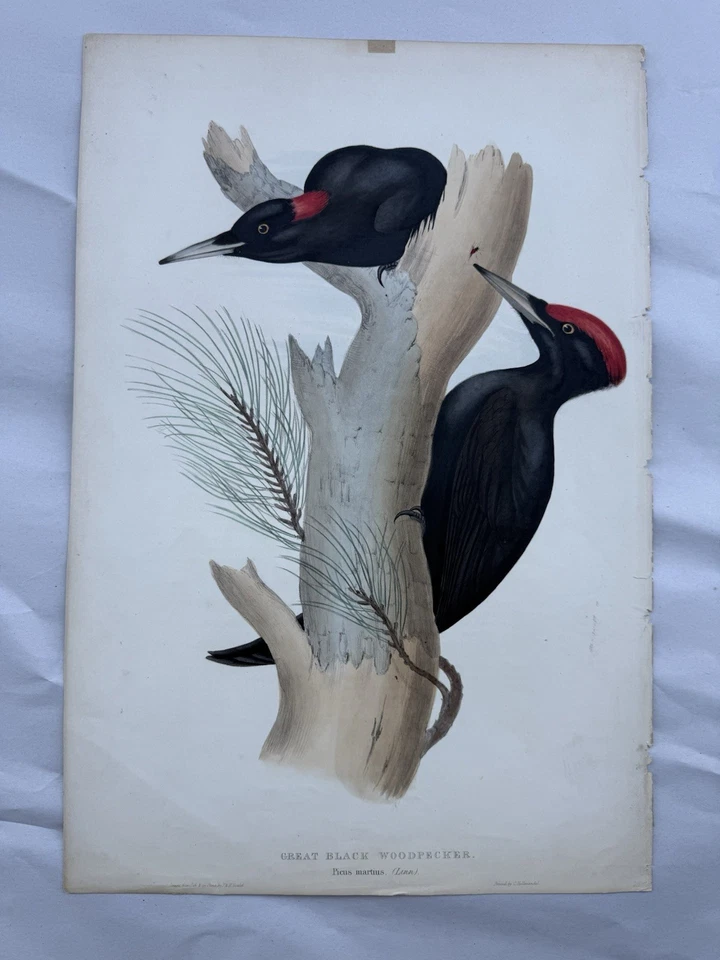 21” Original John Gould Great Black Woodpecker (Dryocopus martius) Lithograph - Image 2 of 4