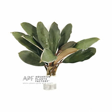 Bucephalandra Theia Green Buce Aquarium Plants Factory