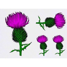 4 x 'Thistle' Temporary Tattoos / Transfers TO00042295 