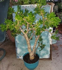 Bonsai Trumpet Jade 40 yrs old Crassula Gollum 36" Tall 3" Thick Trunk Beautiful