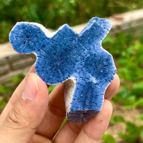 66G Natural Blue Coral Reef Cluster Marine Mineral Crystal Specimen