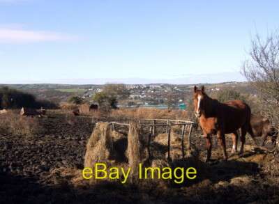 Foto 6x4 Pferde mit Heu Fishguard ...und sonst nicht viel in diesem schlammigen pa c2009
