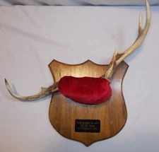 Vintage 1993 Michigan Deer Antlers Mount Plaque Cabin Decor Rustic Taxidermy