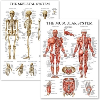 Palace Learning Muscular & Skeletal System Anatomical Poster Set - LAMINATED 2 C