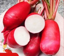 500+China Rose Radish seeds Red Daikon Winter Radish Microgreens Sprout Seed USA