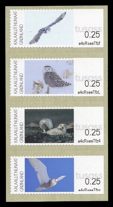 GREENLAND 2025 ATM Búho nival Snowy owl Harfang neiges Bubo scandiacus bird ave