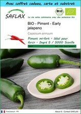 SAFLAX Kit cadeau - BIO - Piment  - Early jalapeno - 20 graines - Capsicum