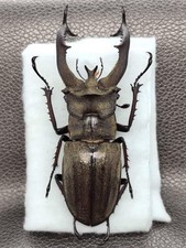 Lucanus lunifer lunifer 76mm Big male   - Nep...