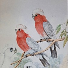 Galah Rose-Breasted Australian Cockatoo Neville Cayley Art Print Book Plate 1