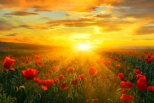 Bright New Day Field of Poppies At Sunrise Photo Art Print Poster 18x12