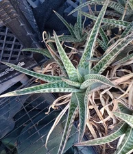 Aloe variegata hybrid Phoenix Botanical Garden Origen Winter Growing Succulent