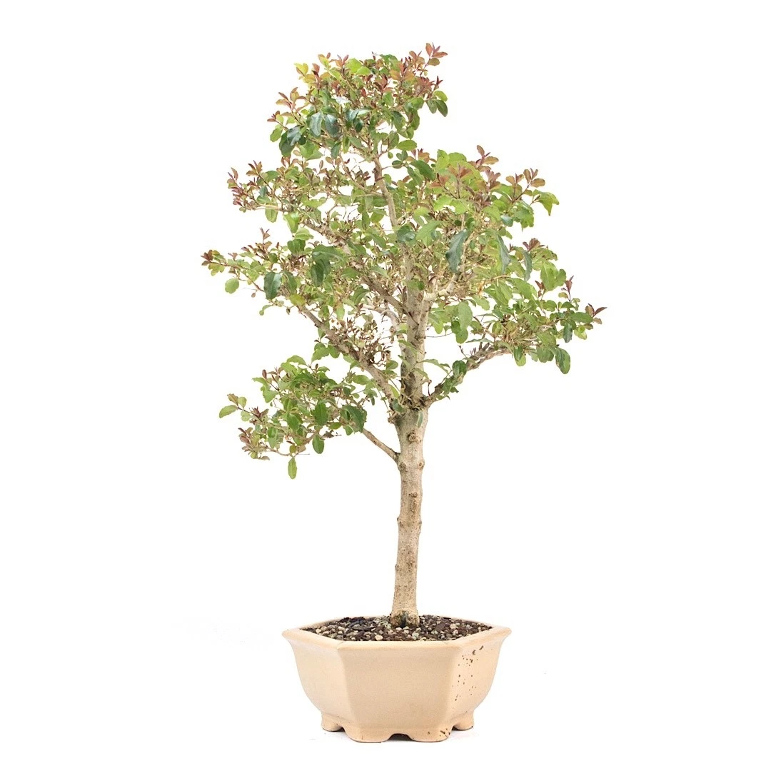 Pflanzen, Bonsai Ligustrum online kaufen | eBay.de