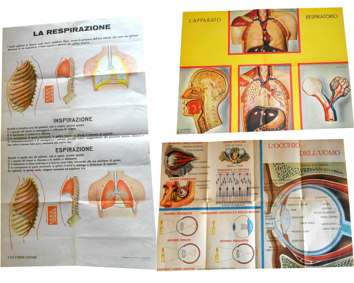 Collezione Di Anatomia Del Corpo Umano Poster Di Medicina Online Vettoriale Inciso Impostare L Osteoporosi Osteoartrite Collo Spina 241259046
