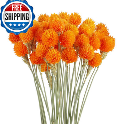 Mihuage Dried Globe Amaranth Flower Wheat Straw Natural - 40Pcs Bouquet For