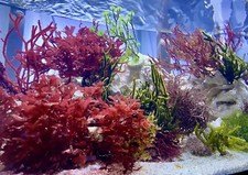 Macro Algae Variety Pack- Aquarium Grown- 5 F...