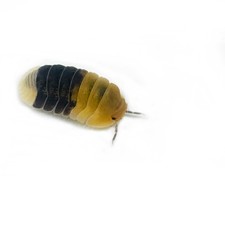 Isopod Factory 6 Cubaris Sp. Rubber Bee Isopods Bioactive Clean Up Crew