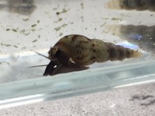 40 Brackish Water Malaysian Trumpet Snails 1/2" to 1" Feeder Snails Opae Ula