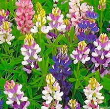 Dwarf Lupine Seeds Pixie Delight Mix  80 SEEDS  --BUY 4 ITEMS FREE SHIPPING