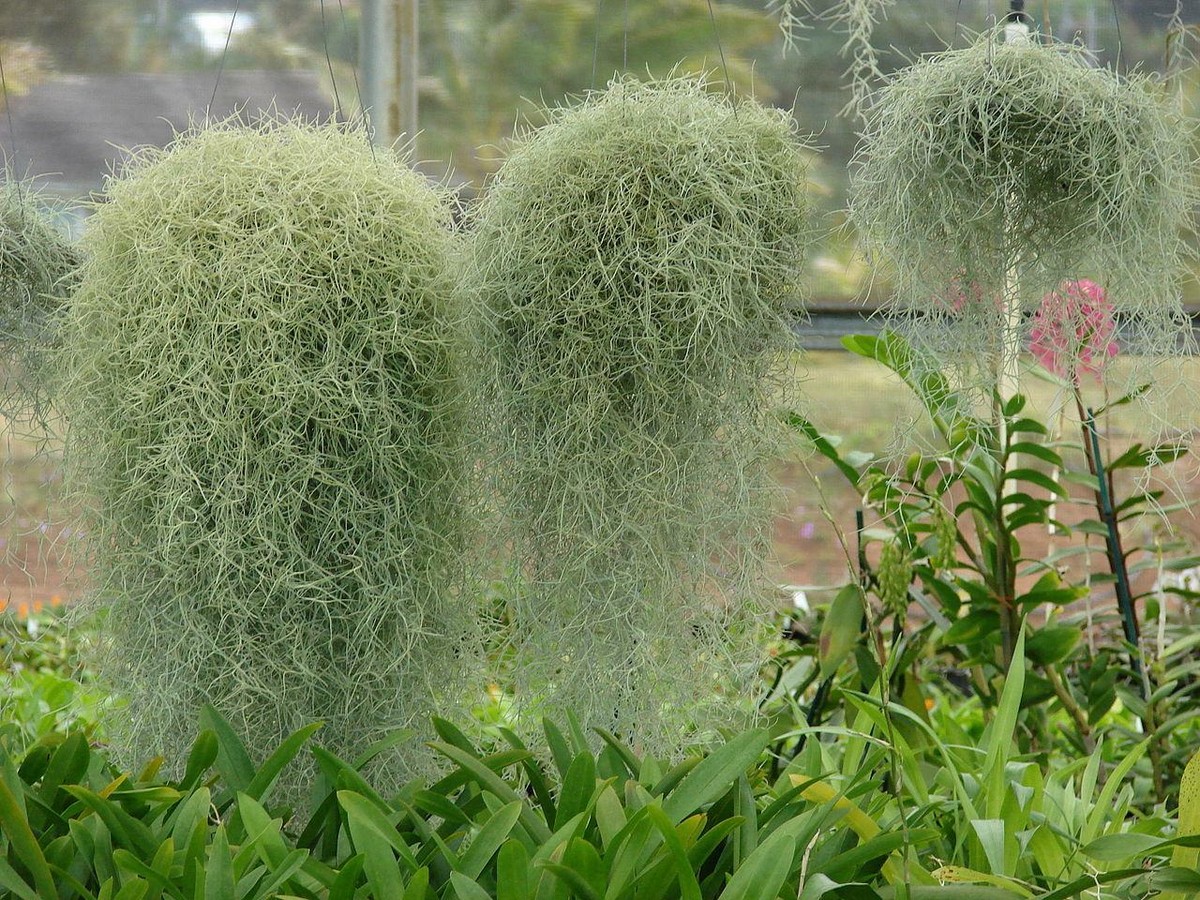 HANGING AIRPLANT - Pick your size - spanish moss tillandsia usneoides