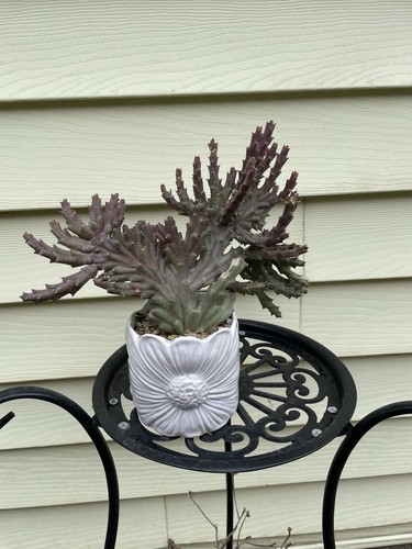 Crested Orbea Variegated stapelia Starfish-flower Shipped With Bare Rooted - Picture 8 of 18