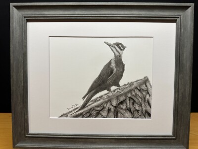 Drawing of a Woodpecker Bird Wildlife Nature Graphite Pencil Art Sketch Picture