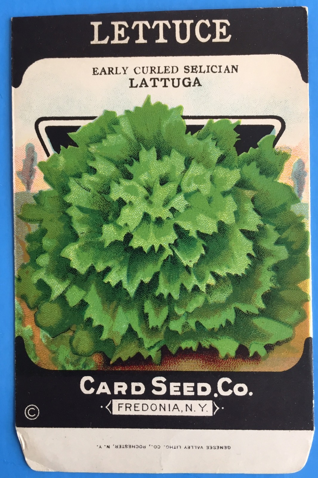 *Original* LETTUCE Lettuga Selician CARD SEED Packet Pack 1920's ...