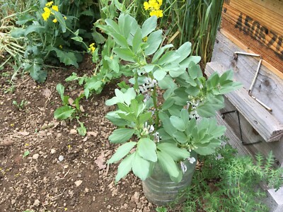 Féverole De Printemps - Bobas - BIO