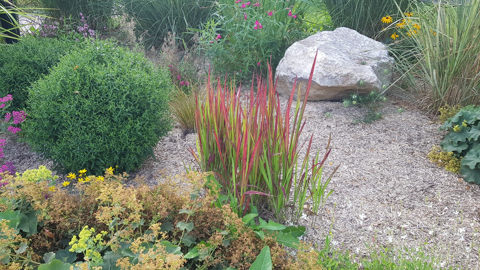 Imperata cylindrica Red Baron herbe sanglante en conteneur de 4L