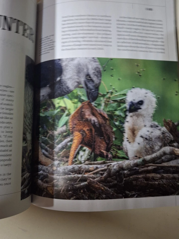 Animal Predators: National Geographic Magazine 2025 ~ Fiercest Hunters On Planet Foto 3 de 3