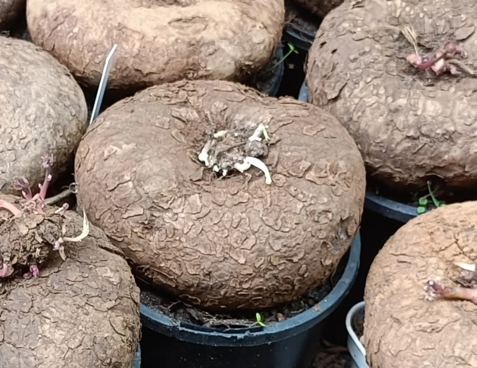 Stephania erecta hybrid  Large about  8cm diameter 🏵️ Climbing Form succulent - Image 3 of 4